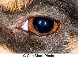 dog eye macro